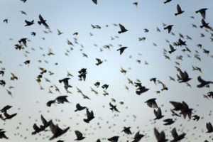 Bird flock